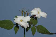 Jasminum dispermum